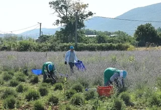 Nilüfer’de lavanta hasadı başladı