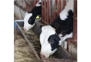 Büyükşehir’den kırsaldaki besicilere veterinerlik hizmeti