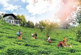 Doğuş Çay Yılda 2 Milyon Ton Tarım Ürününü Ekonomiye Kazandırıyor