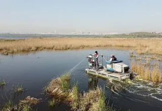 Esenyurt’ta Kemirgen Sorununa Karşı İBB’den Hızlı Müdahale