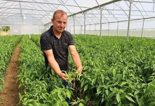 Modern seralarda hasat bereketi