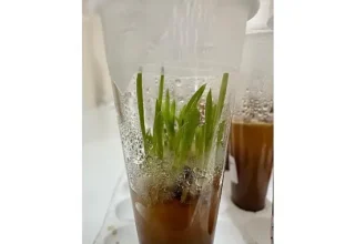 Nejdet Bozkurt, “Proje ile endemik Likya salebini koruyarak, neslinin devam etmesini sağlayacağız”